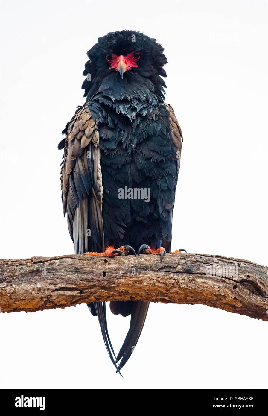 Ritratto di bateleur (Terathopius ecaudatus) che si arenava sul ramo, Tanzania Foto Stock