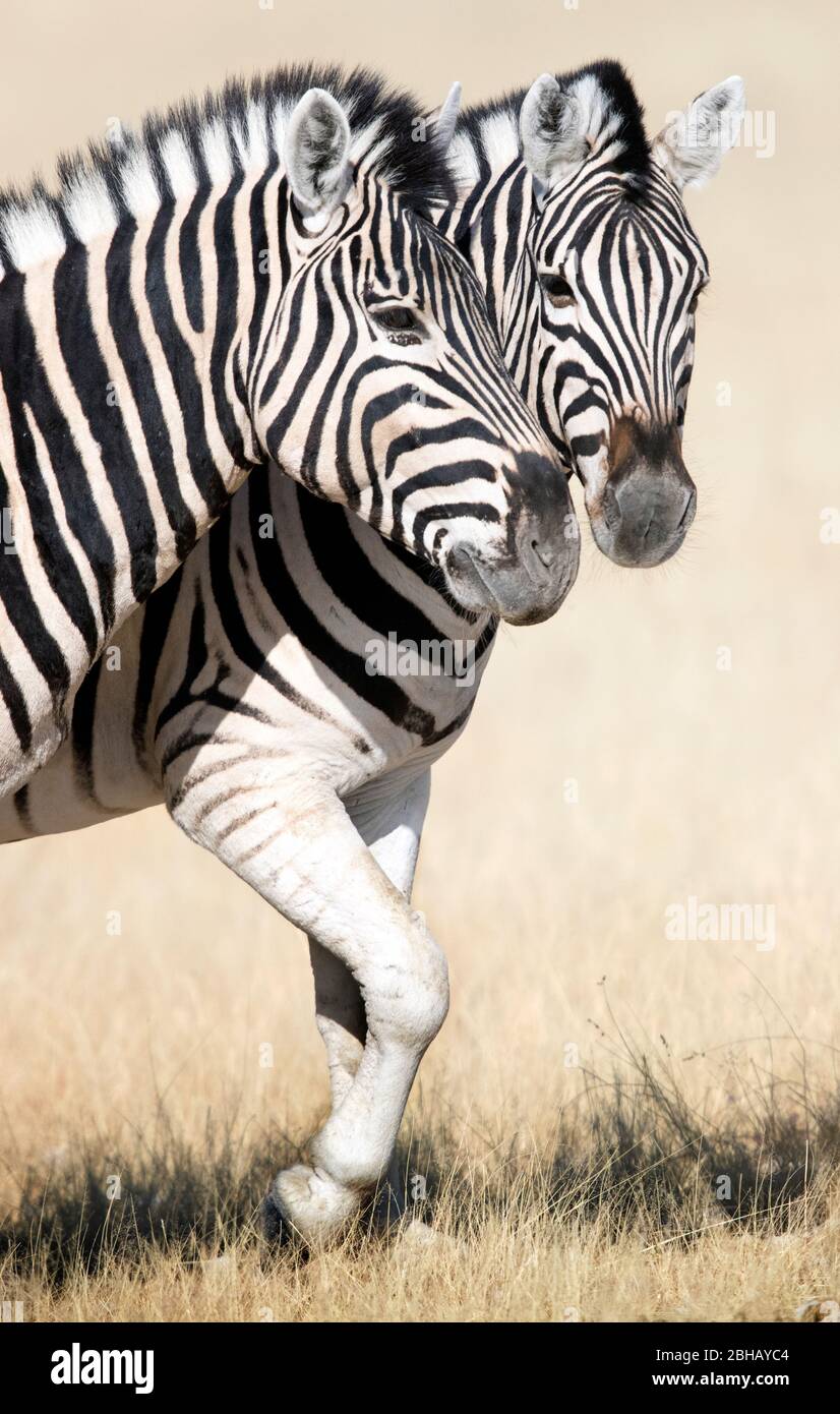 Due zebre Burchells (Equus quagga burchellii) in piedi fianco a fianco, Namibia Foto Stock