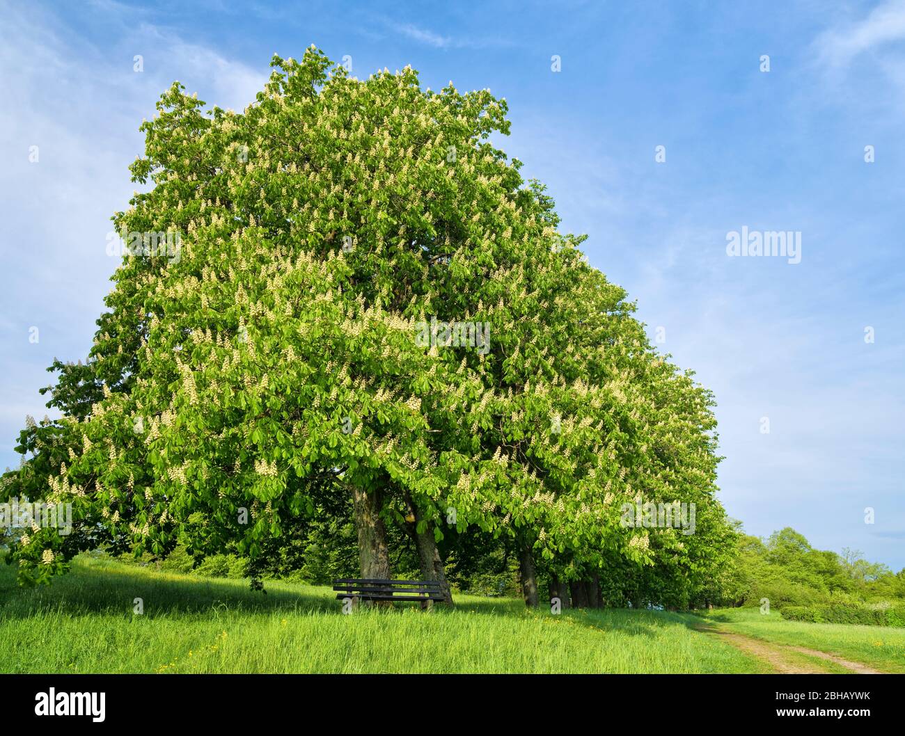 Europa, Germania, Assia, Parco Naturale Lahn-Dill-Bergland, castagni fioriti a Hohensolms Foto Stock