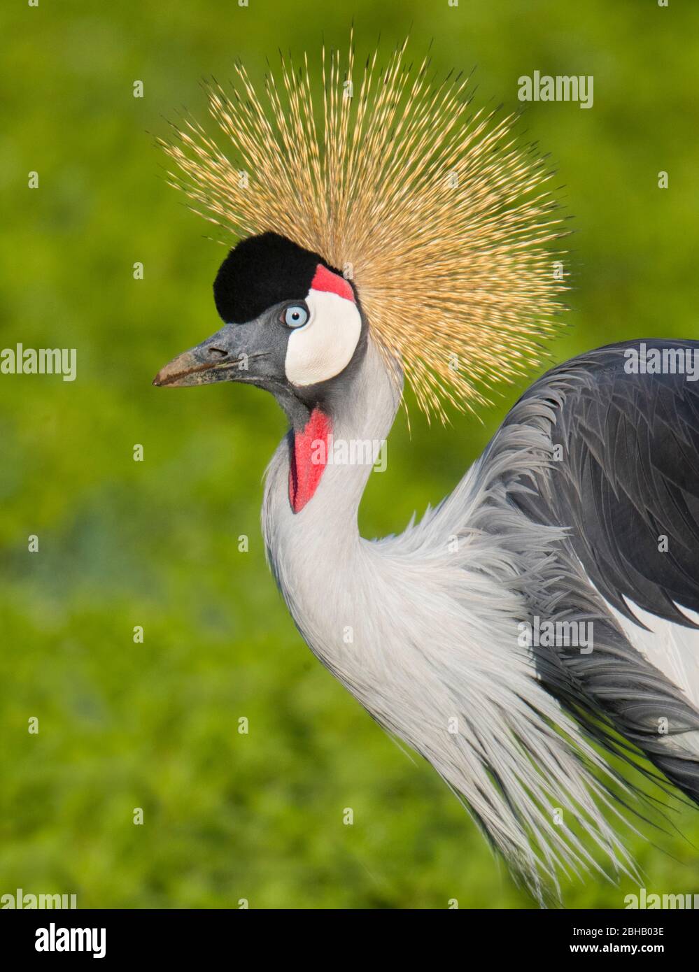 Ritratto della gru grigia (Baleari regulorum), Tanzania Foto Stock