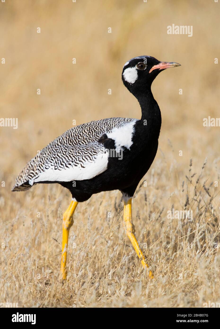 Ritratto di koorhan nero meridionale (Afrotis afra) in piedi sull'erba, Namibia Foto Stock