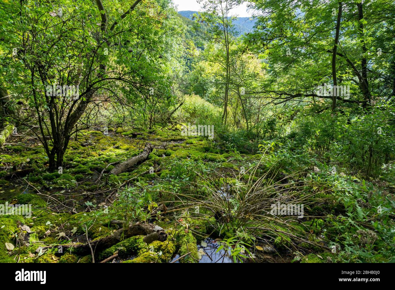 Germania, Baden-Wuerttemberg, Lenningen, fonte di layer alimentata dalla Steinerne Rinne. La primavera emerge dal pendio a pochi metri sopra la Steinerne Rinne. Foto Stock