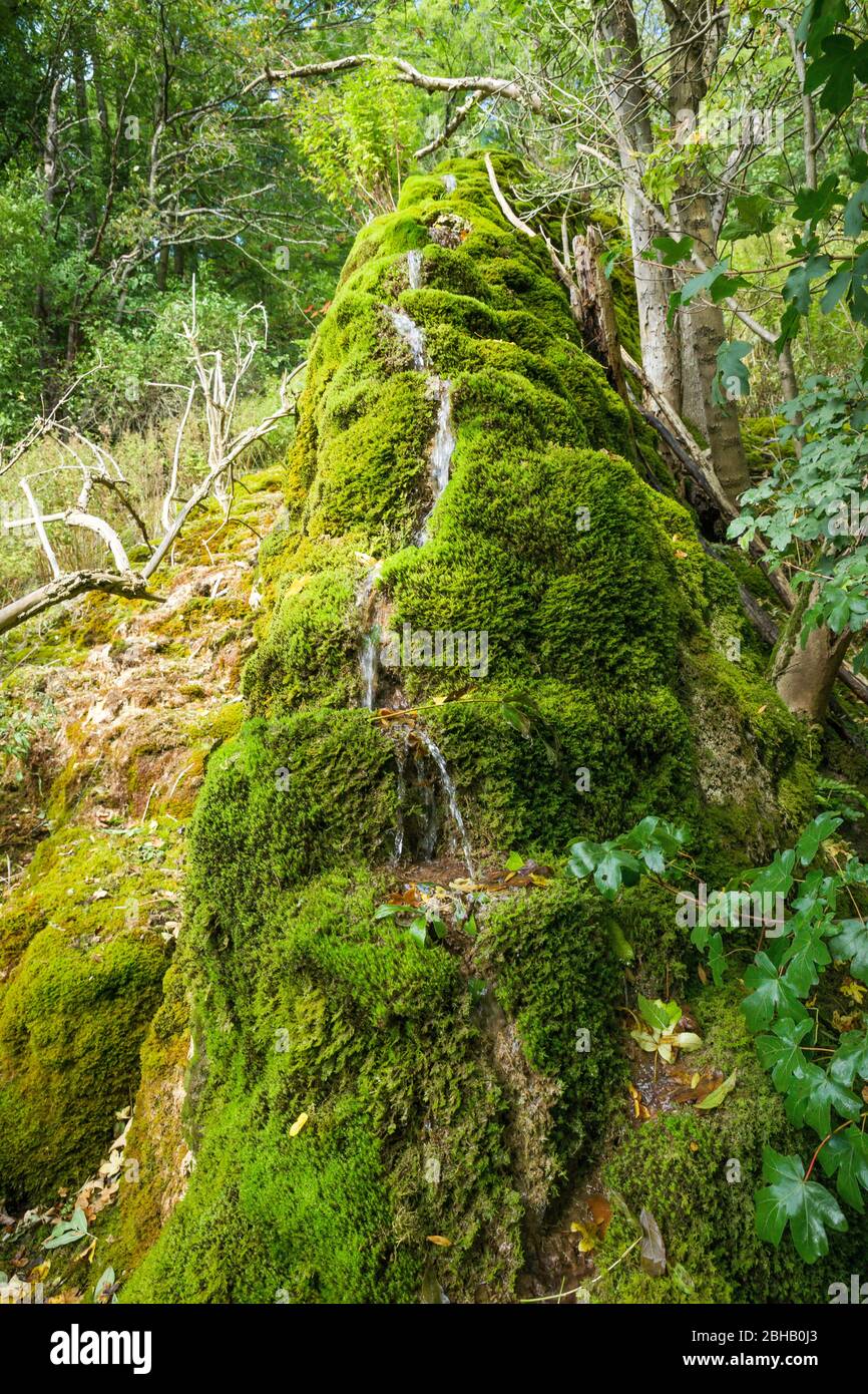 Germania, Baden-Württemberg, Lenningen, Steinerne Rinne nella valle di Lenninger, Alb Svevo. Il canale è alimentato da una molla a strati che esce dalla pendenza a pochi metri sopra il canale. Foto Stock