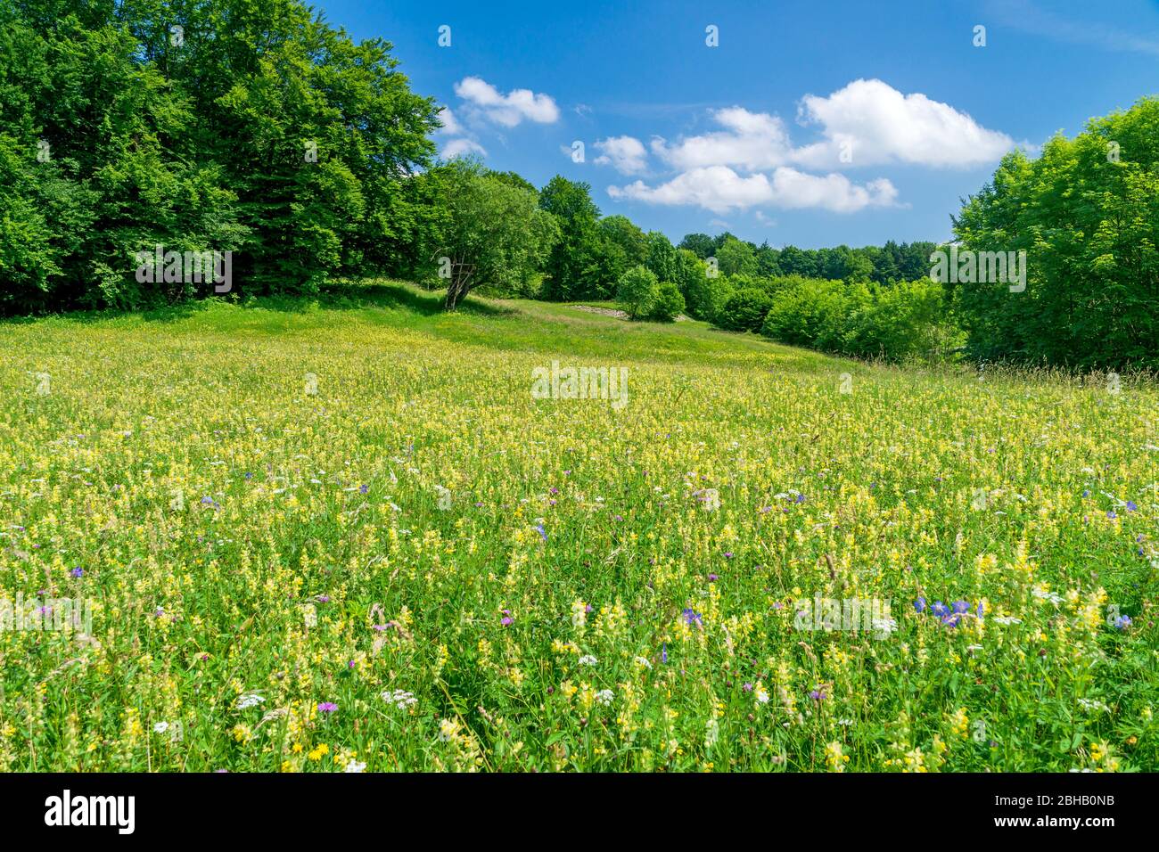 Germania, Baden-Wuerttemberg, Lenningen-Schopfloch, Zottiger Klappertopf, prato fiorito nella zona di protezione del paesaggio vicino a Schlatterhöhe nella riserva della biosfera Swabian Alban. Foto Stock