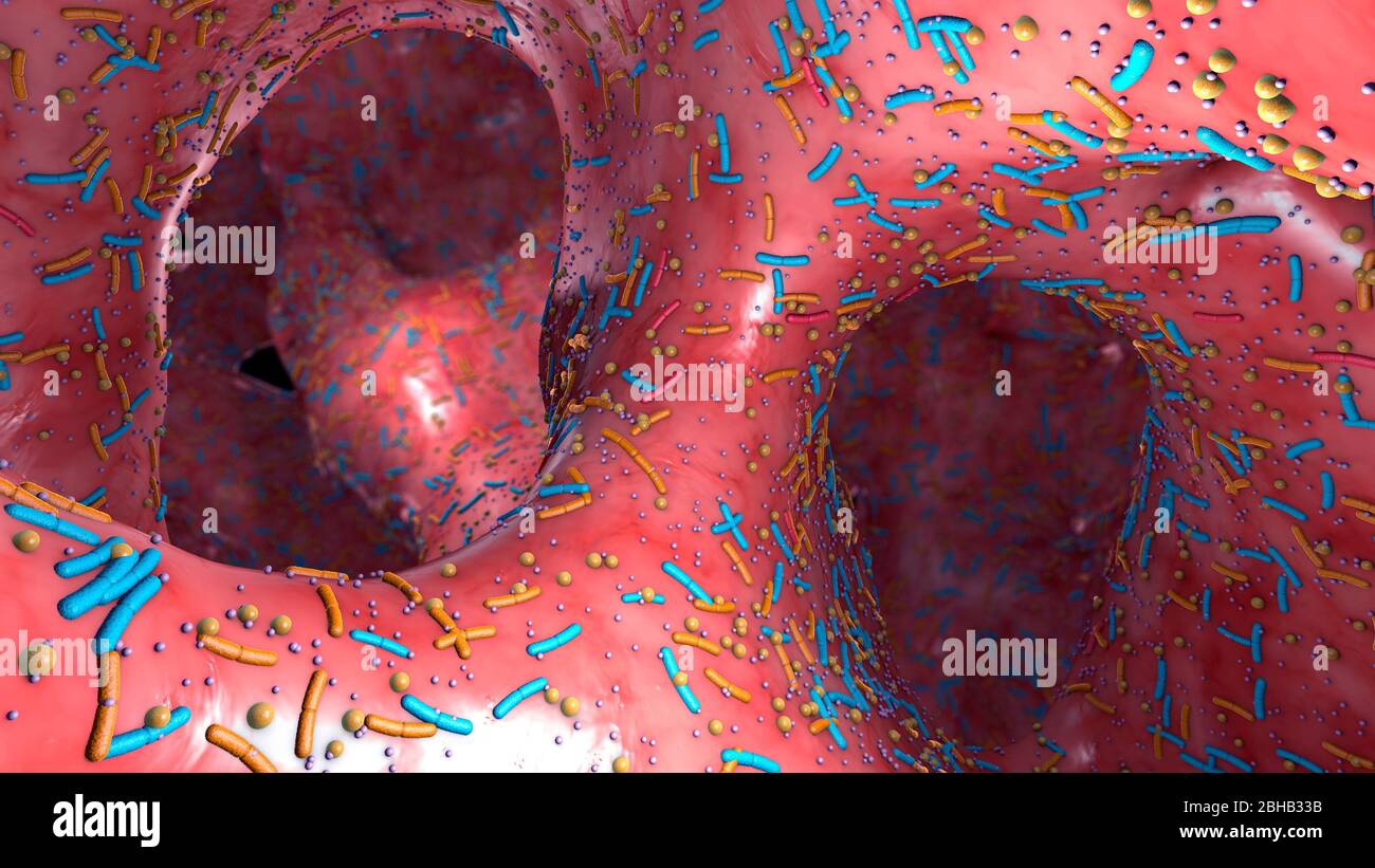 Microbiota dell'apparato digerente umano, illustrazione 3d. Foto Stock