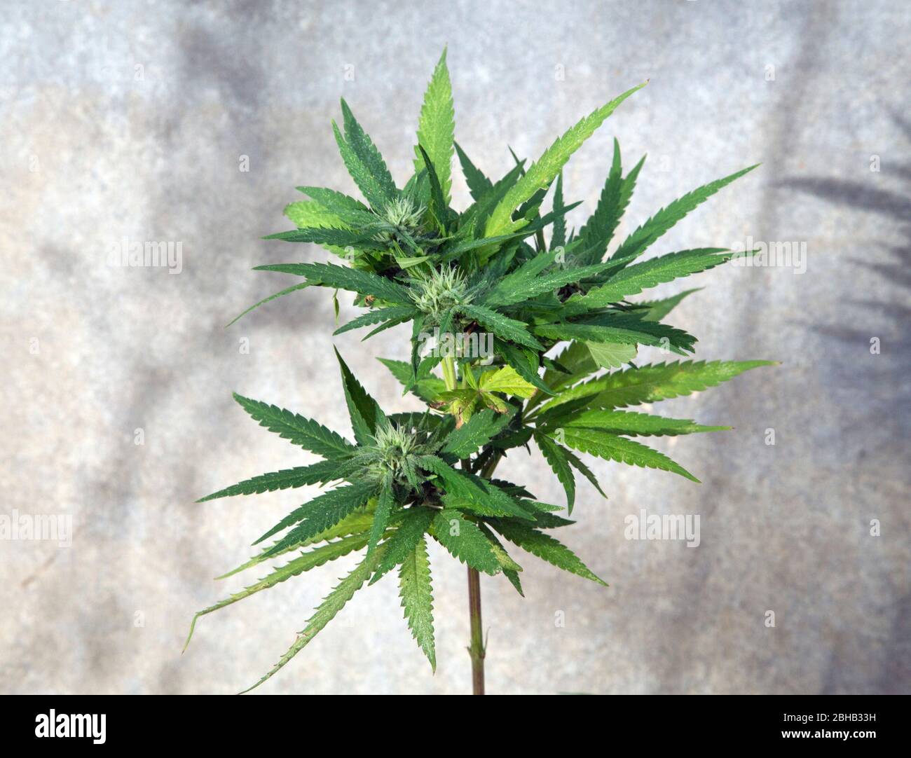 Pianta di marijuana (Cannabis sativa). Foto Stock