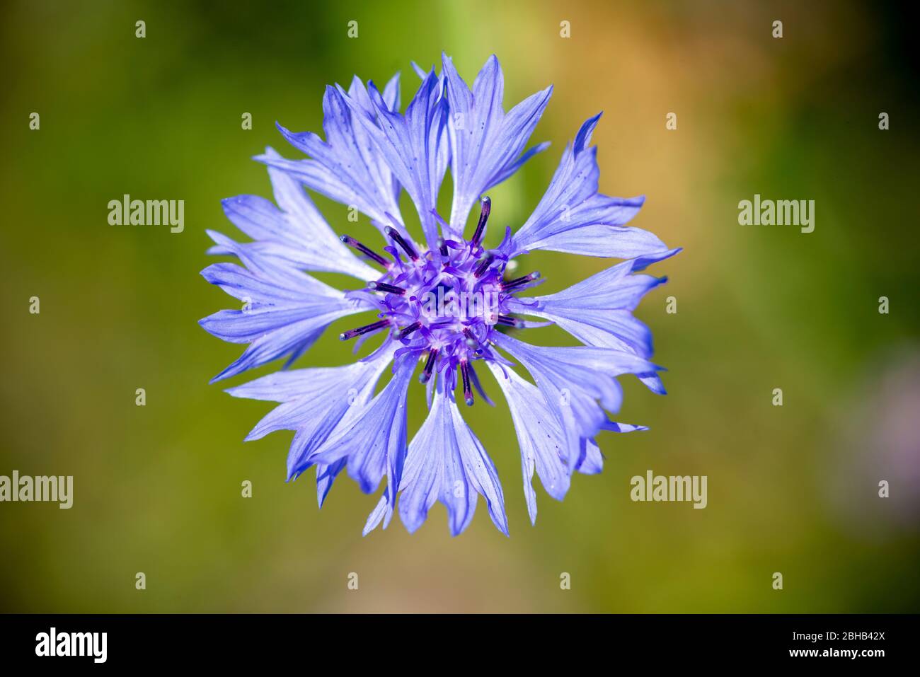 Corn flower (Cyanus sedetum Hill, SYN .: Centaurea cyanus L.), anche chiamato Zyane, Foto Stock