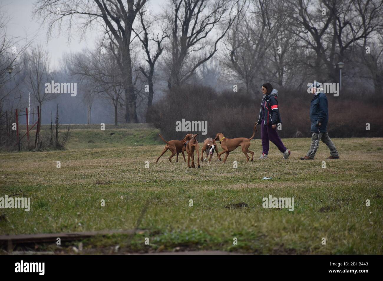 Caccia cani razziali a piedi nel parco. Giocano con il loro proprietario Foto Stock