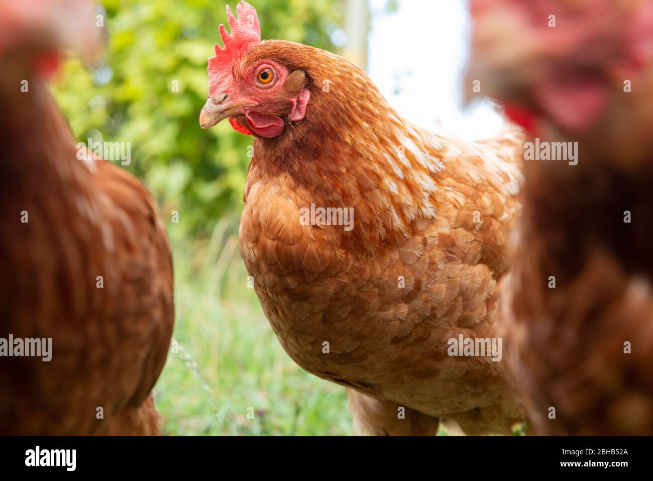 Galline (Gallus gallus domesticus), campo libero Foto Stock