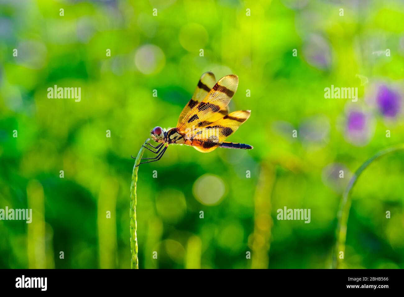 Libellula gialla a spottola marrone, eponina Celithemis Foto Stock