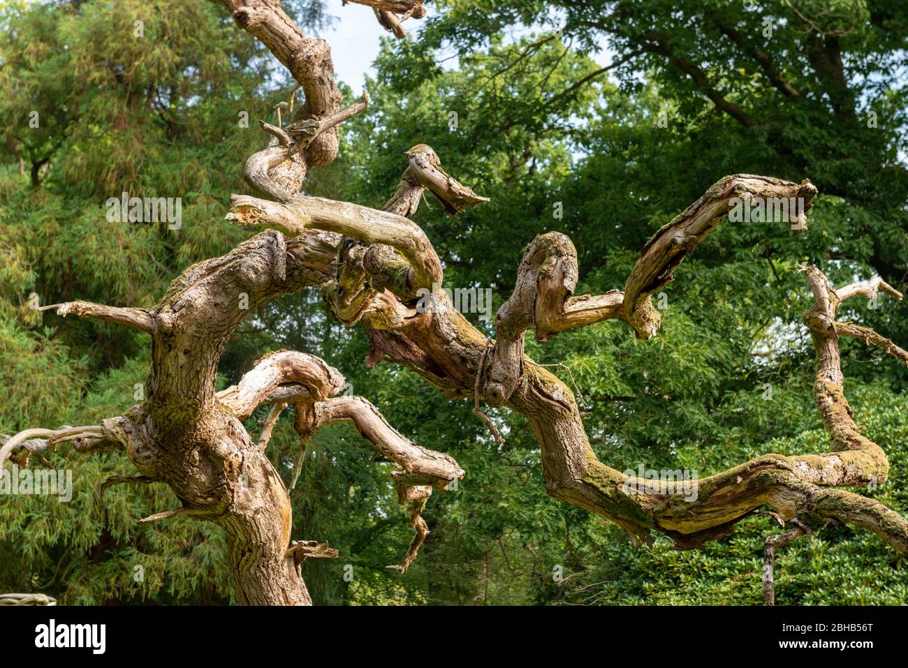 Albero morto in un parco. Foto Stock