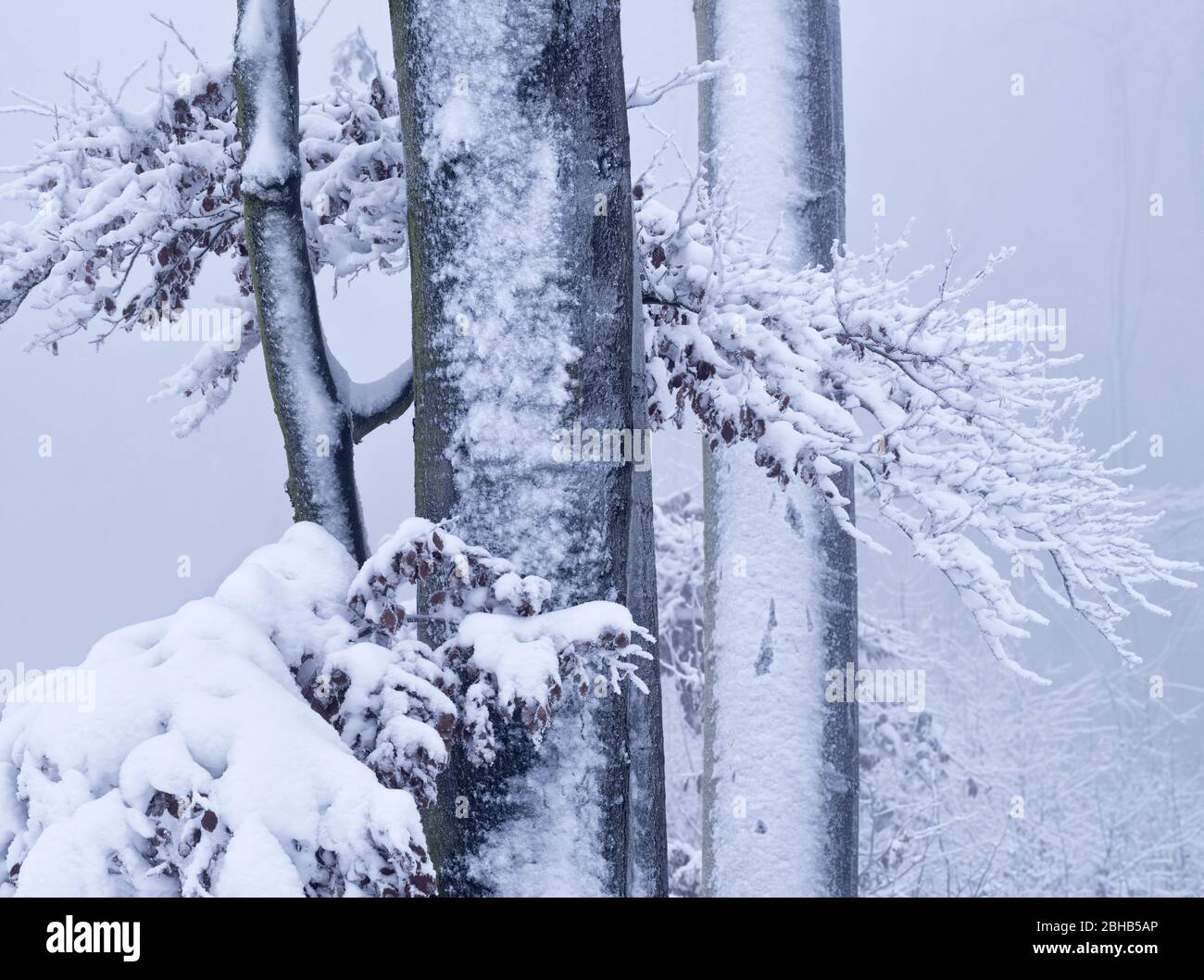 Europa, Germania, Hesse, Parco Naturale Lahn-Dill-Bergland, umore invernale con neve, gelo e nebbia nello Schelderwald vicino a Siegbach Foto Stock