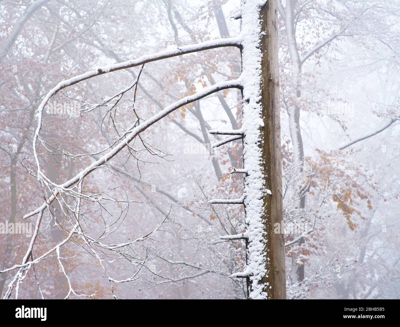 Europa, Germania, Hesse, Parco Naturale Lahn-Dill-Bergland, umore invernale con neve, gelo e nebbia nello Schelderwald vicino a Siegbach Foto Stock