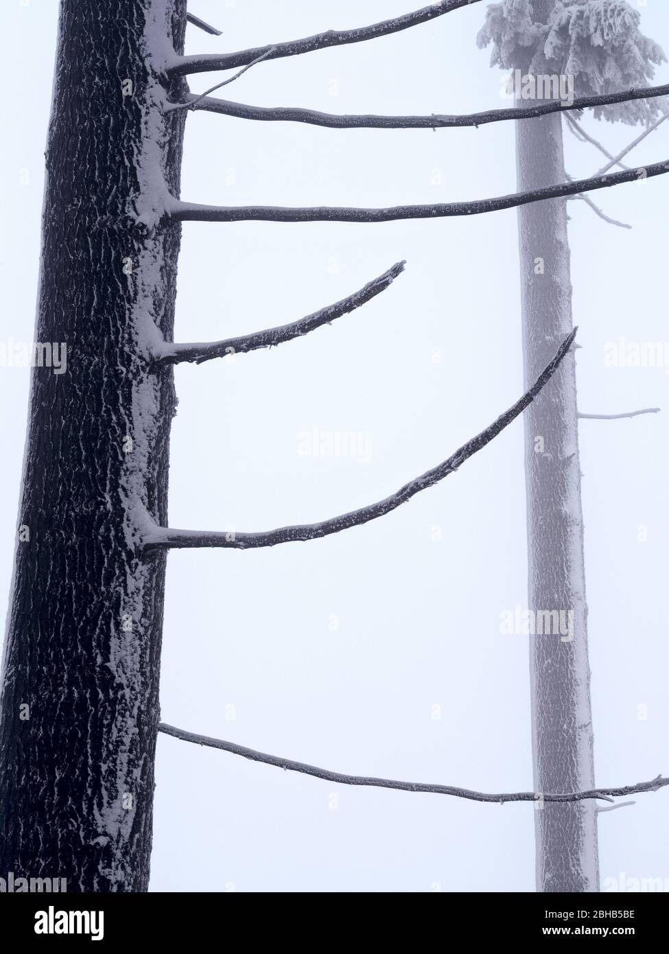 Europa, Germania, Hesse, Parco Naturale Lahn-Dill-Bergland, umore invernale con neve, gelo e nebbia nello Schelderwald vicino a Siegbach Foto Stock