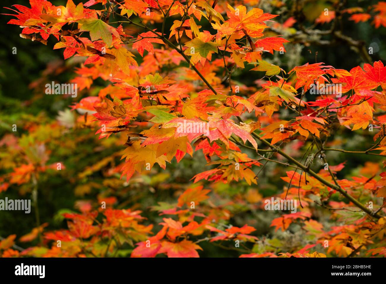 Primo piano di Leaves, Portland, Oregon, USA Foto Stock
