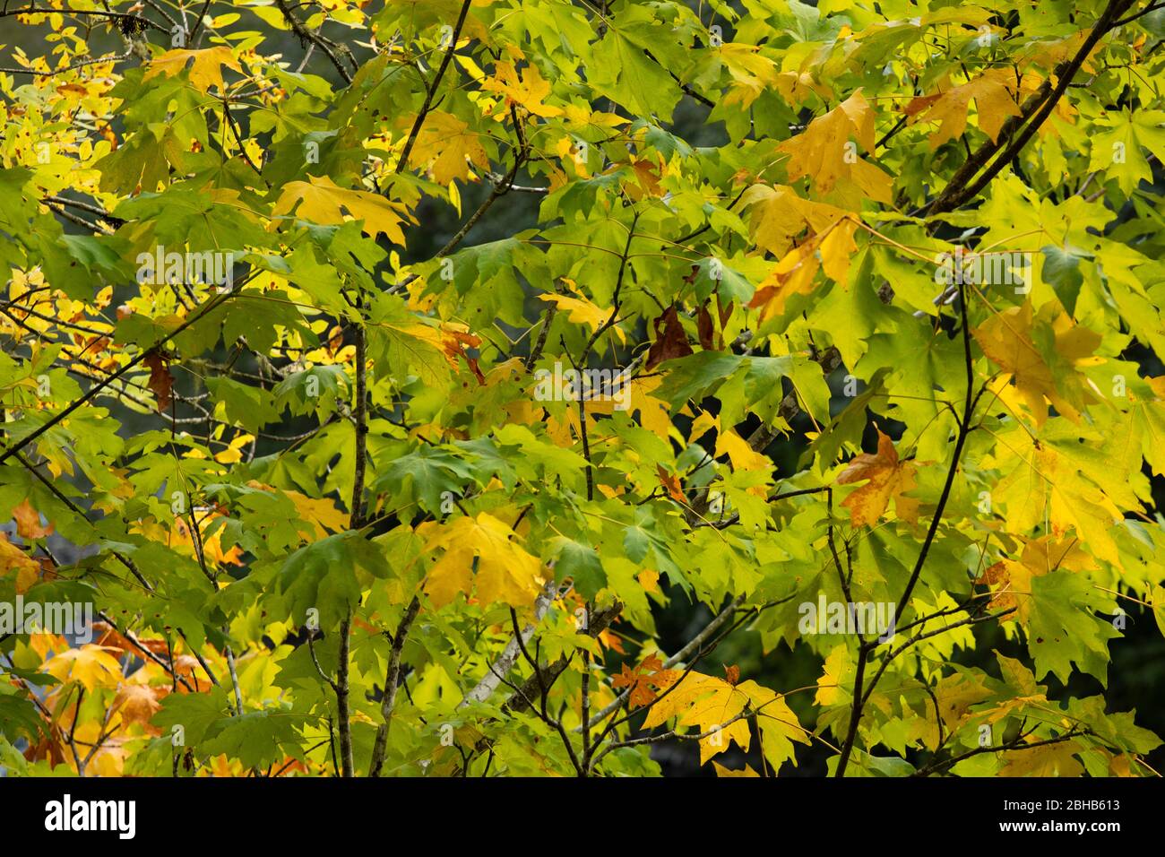 Primo piano di Leaves, Portland, Oregon, USA Foto Stock