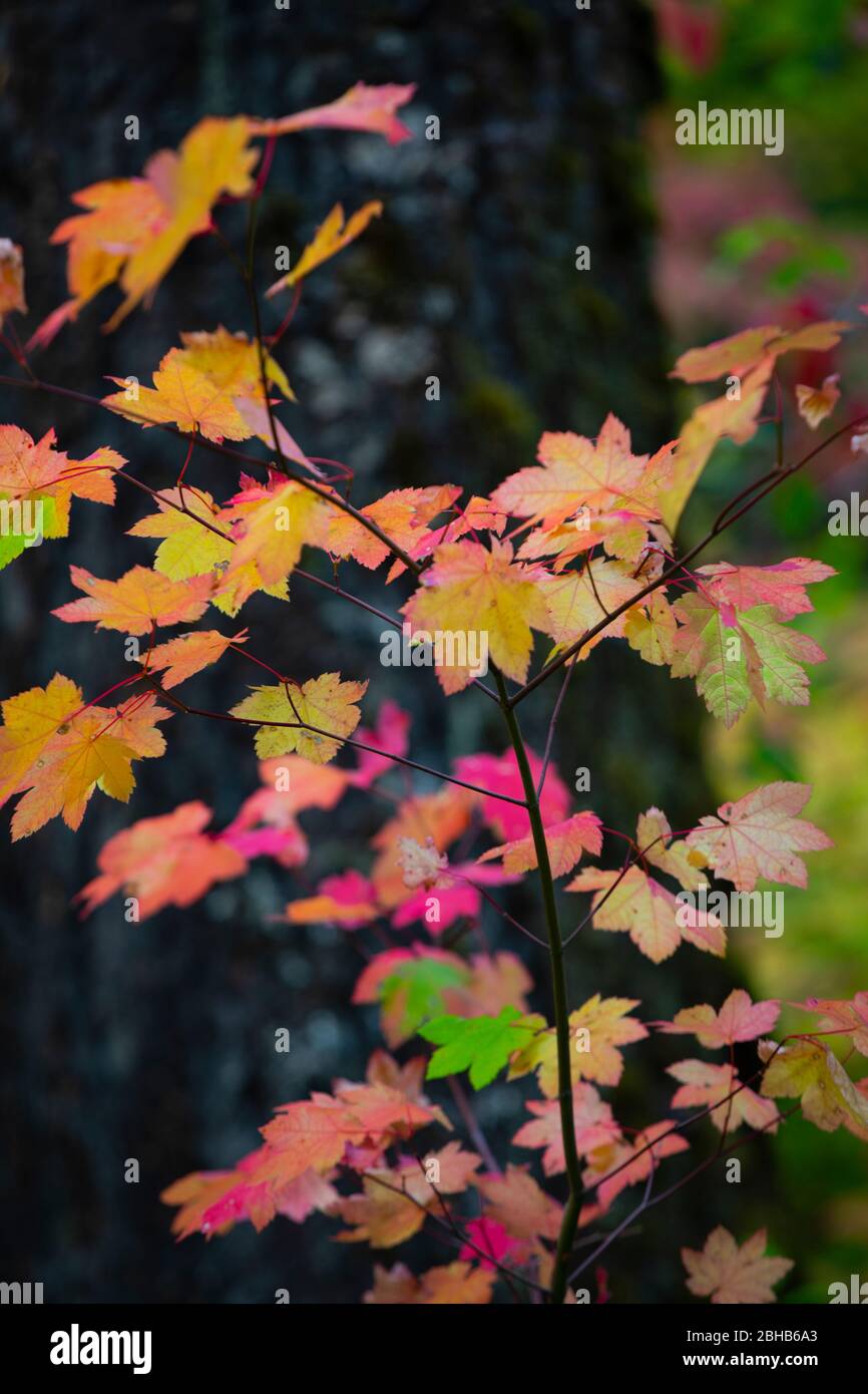 Primo piano delle foglie autunnali, Portland, Oregon, USA Foto Stock