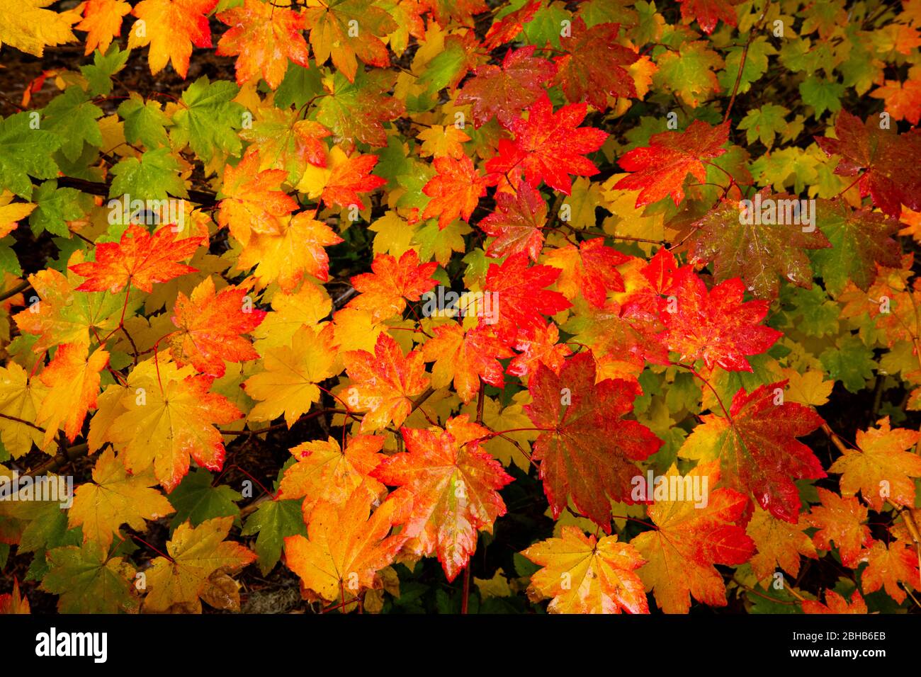 L'autunno parte da vicino, Portland, Oregon, USA Foto Stock