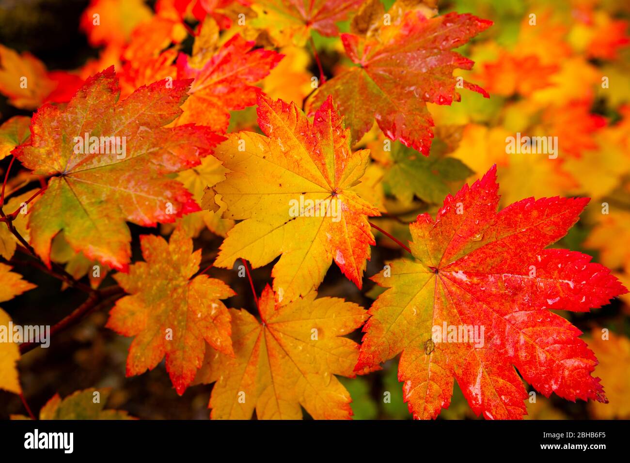 Primo piano delle foglie di autunno bagnate, Portland, Oregon, USA Foto Stock