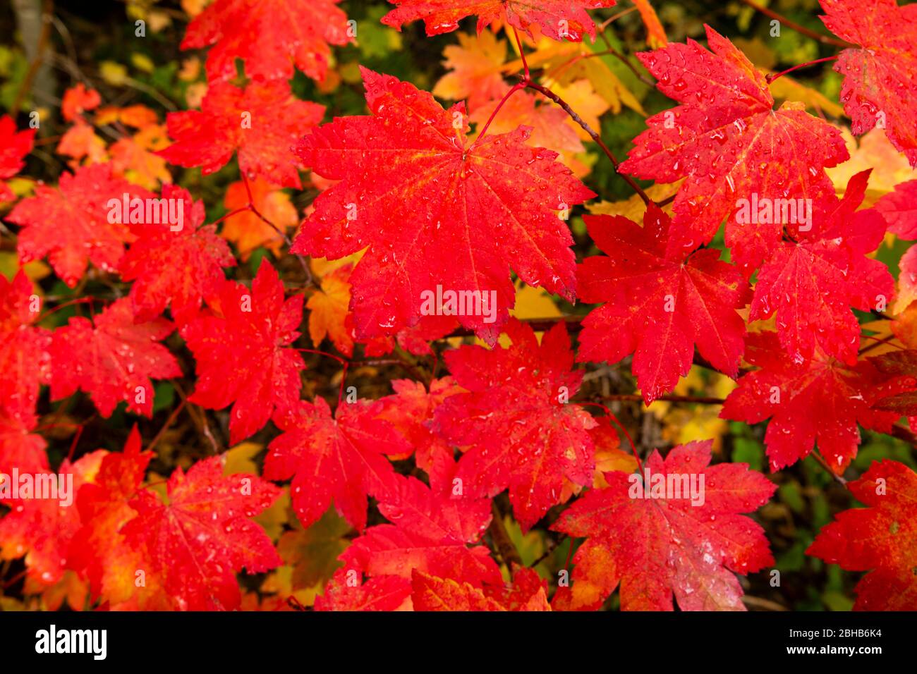 Primo piano delle foglie autunnali, Portland, Oregon, USA Foto Stock