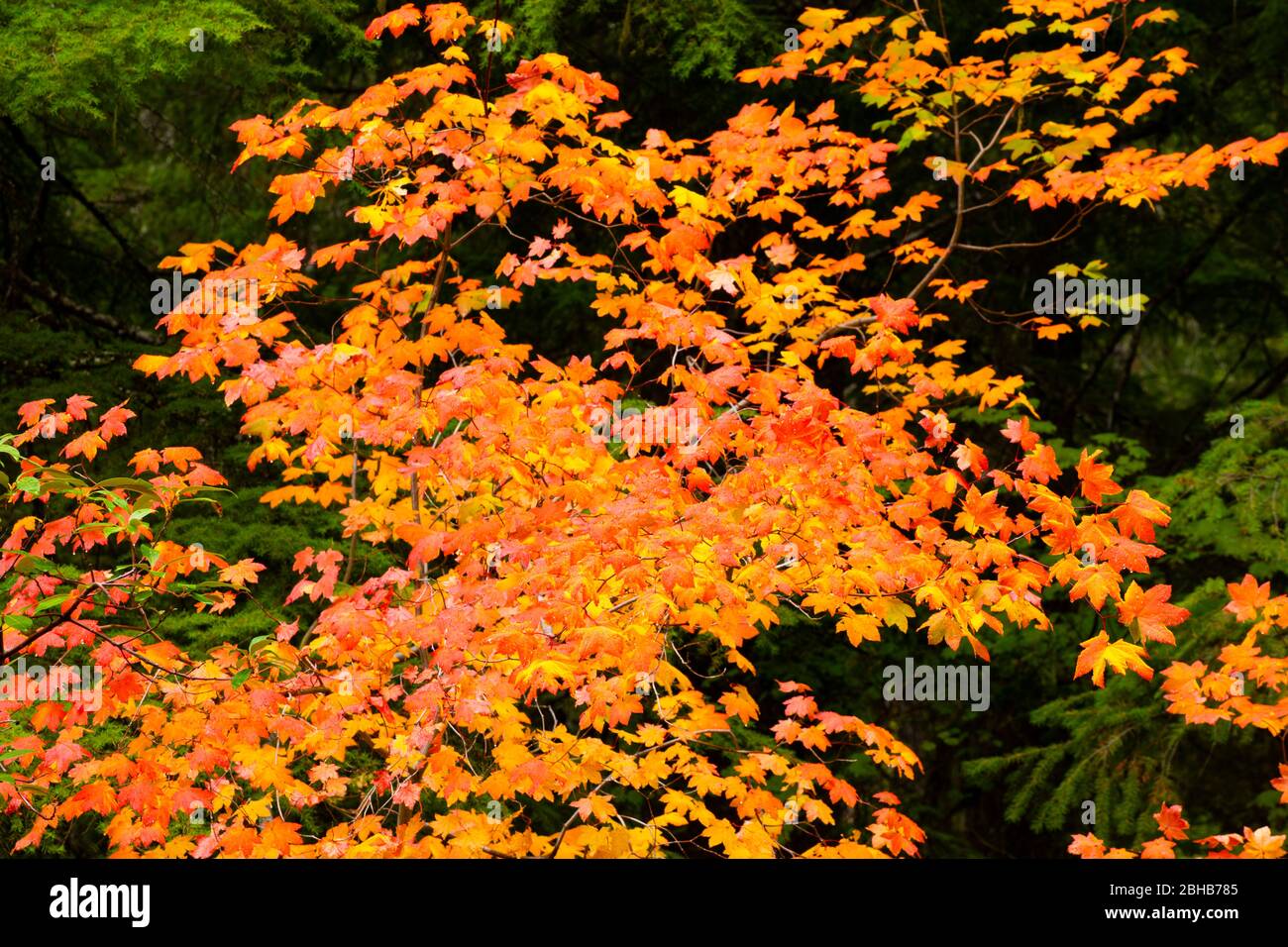 Primo piano delle foglie autunnali, Portland, Oregon, USA Foto Stock