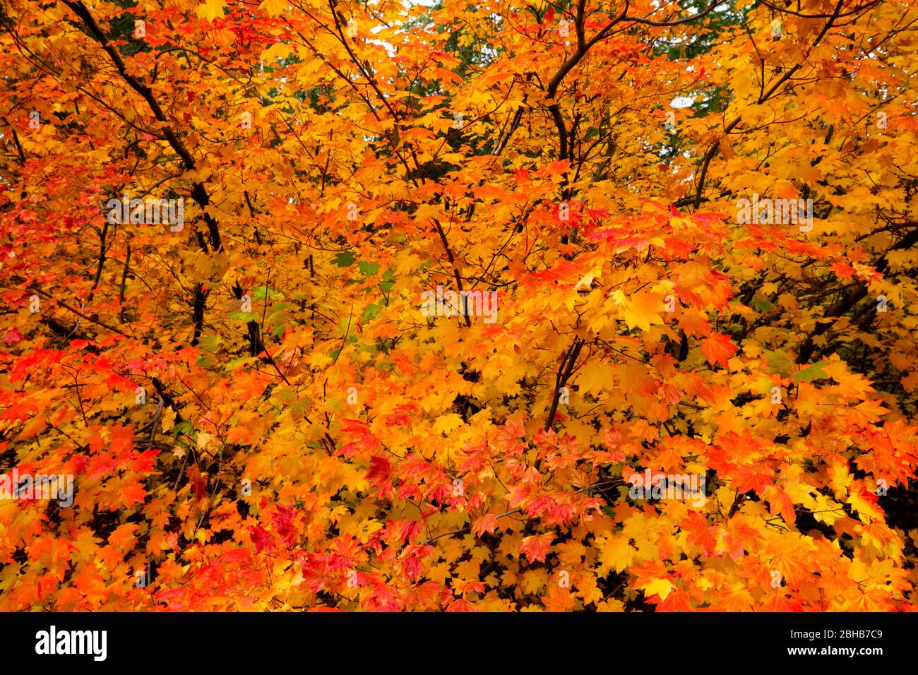 Primo piano delle foglie autunnali, Portland, Oregon, USA Foto Stock