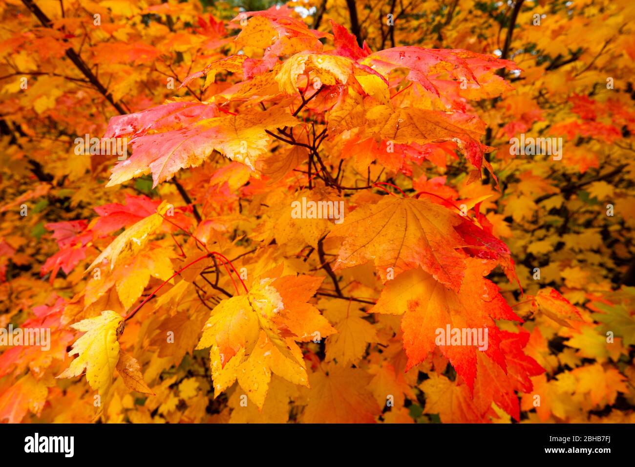 Primo piano delle foglie autunnali, Portland, Oregon, USA Foto Stock