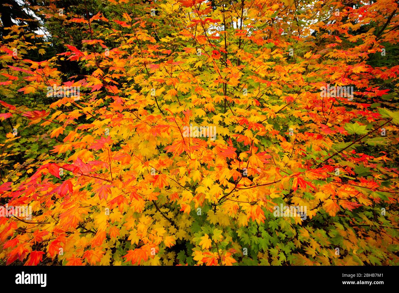 Foglie autunnali, Giardino giapponese, Portland, Oregon, Stati Uniti Foto Stock