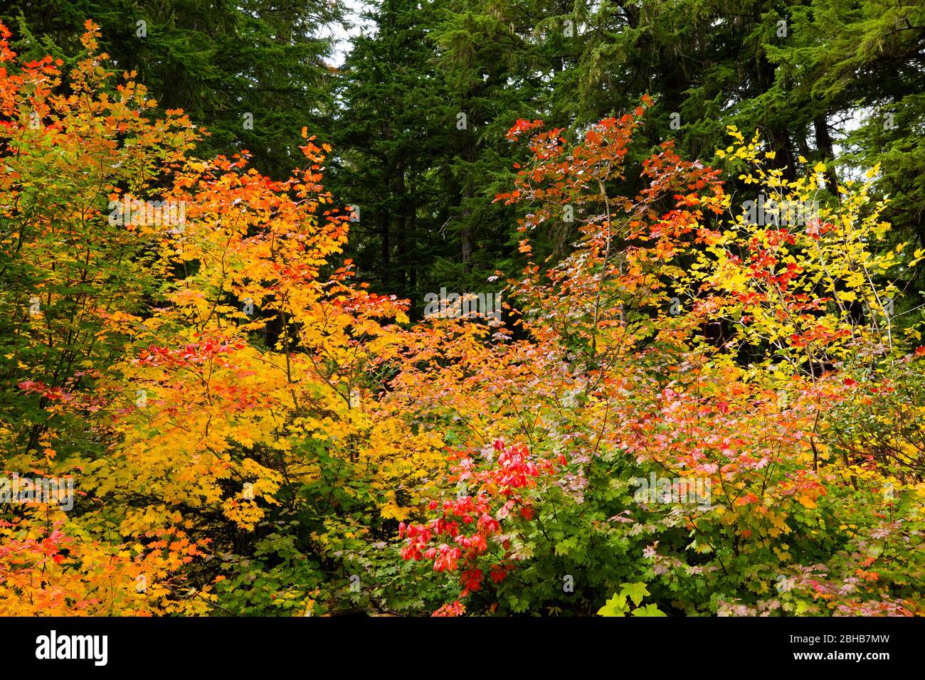 Foglie autunnali, Giardino giapponese, Portland, Oregon, Stati Uniti Foto Stock