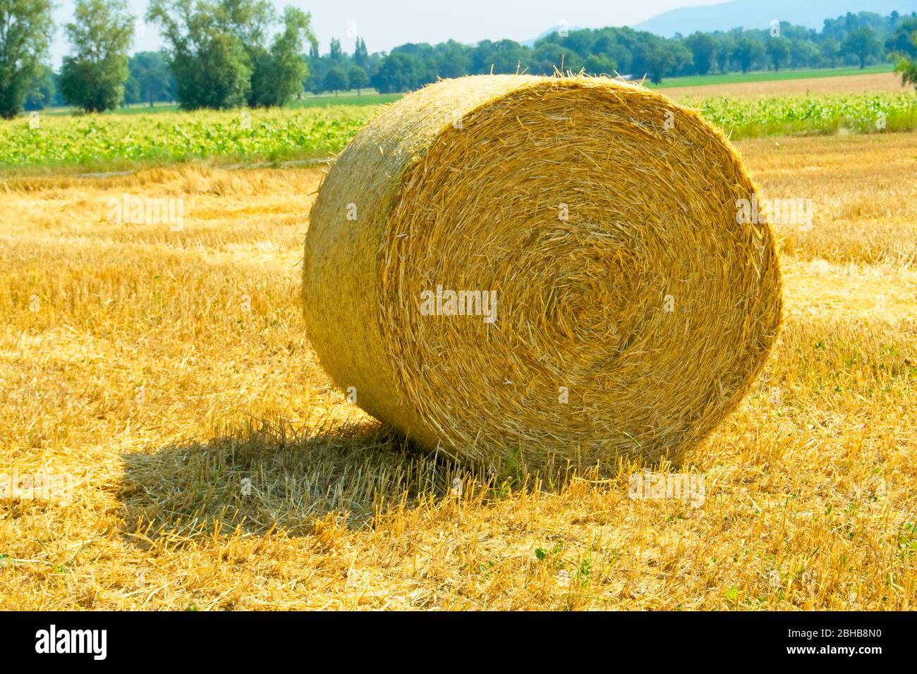Agricoltura - balle di fieno rotonde su un campo di erba medica Foto Stock