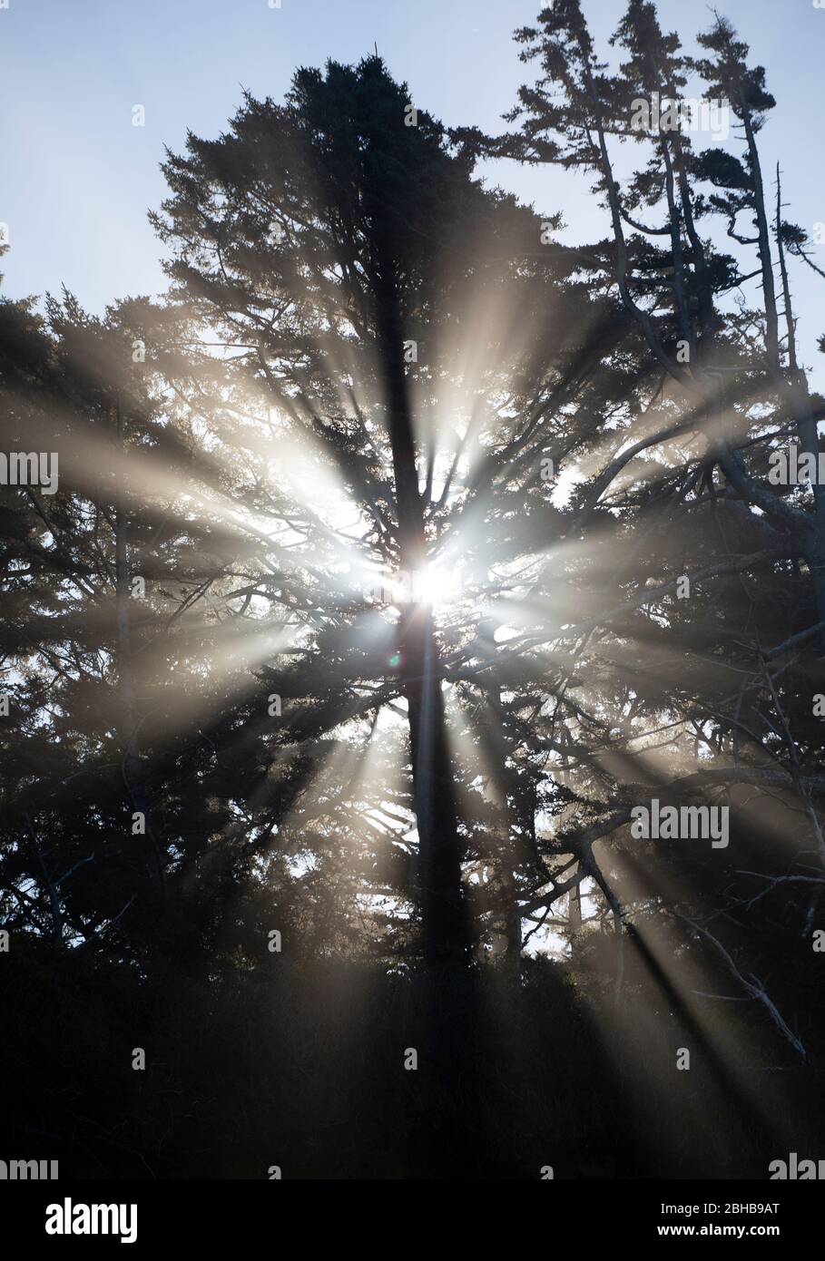 Alberi e luci del sole, Cannon Beach, Oregon, Stati Uniti Foto Stock