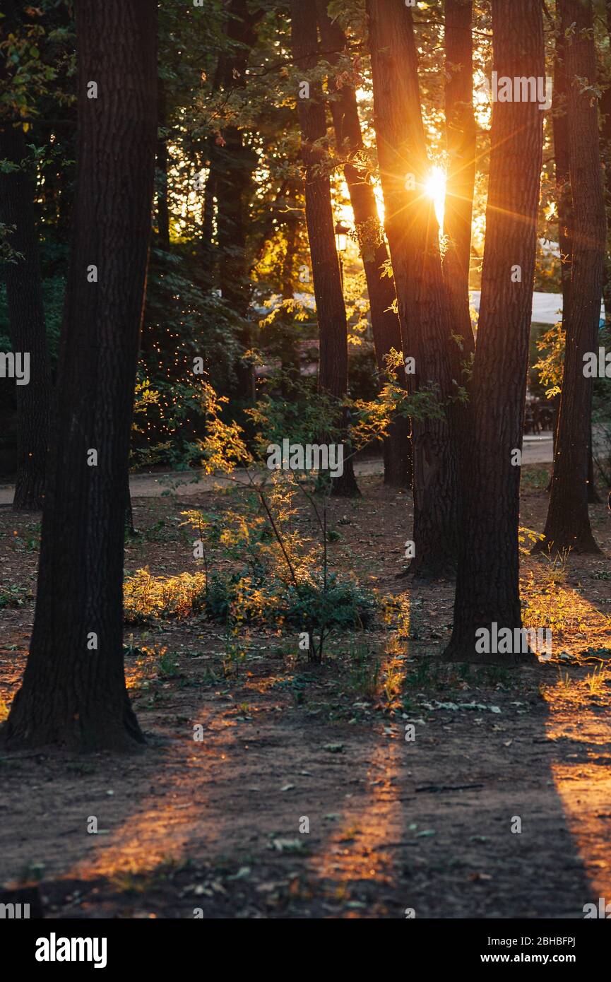 Foresta di primavera al tramonto. Retroilluminazione attraverso i boschi. Appled luce in una foresta Foto Stock