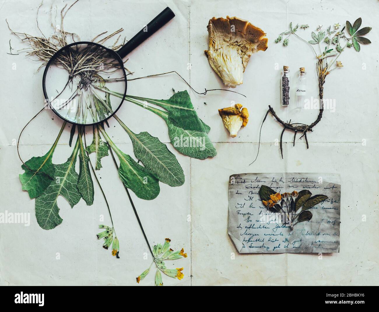 Medicina alternativa ancora vita. Set di erbario. Fiori secchi e pressati su carta vintage. Storia della Farmacia Foto Stock