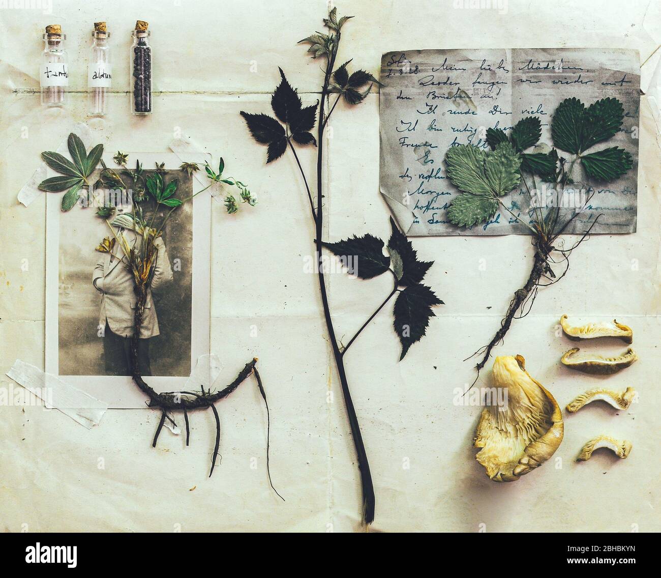 Medicina alternativa ancora vita. Set di erbario. Fiori secchi e pressati su carta vintage. Storia della Farmacia Foto Stock