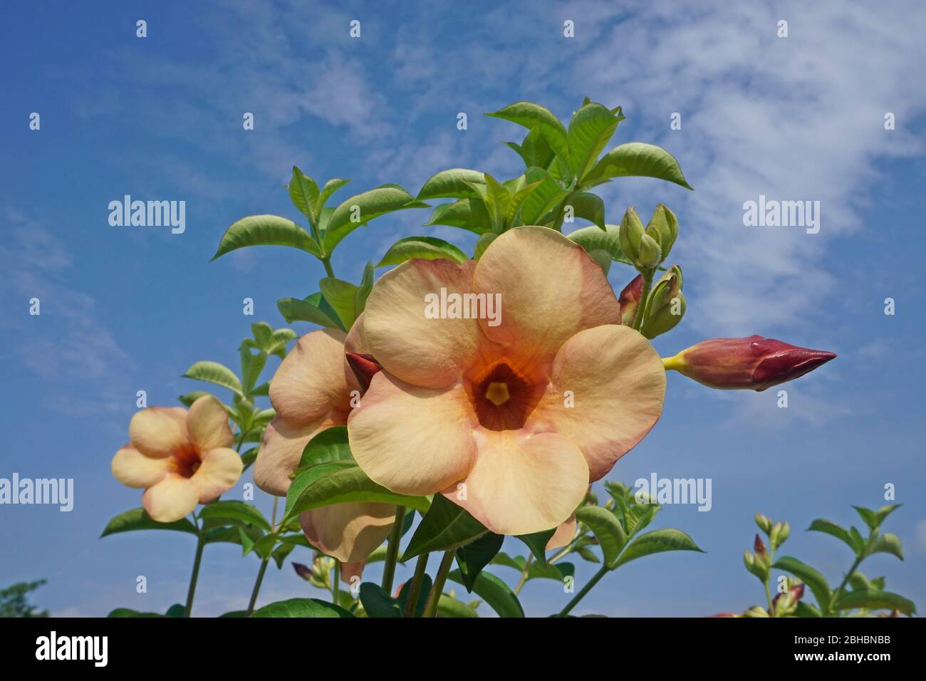 pesca allamanda fiore Foto Stock