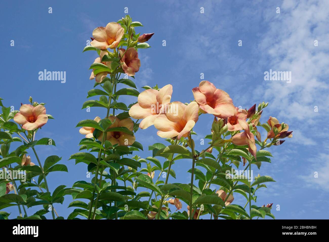 pesca allamanda fiore Foto Stock