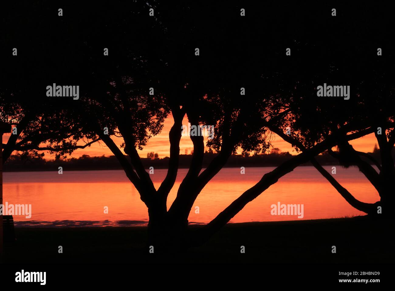 Vivace alba in rosso dietro le luci dell'albero pohutukawa al Memorial Park a Tauranga Nuova Zelanda. Foto Stock