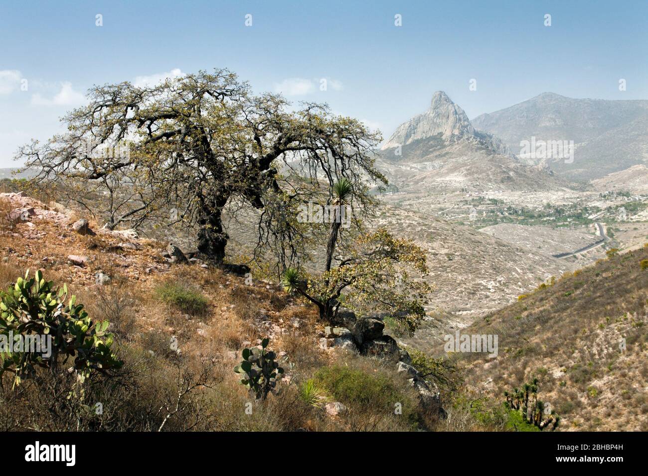 Un vecchio albero di quercia con il Monolito Bernale sullo sfondo a Queretaro, Messico. Foto Stock
