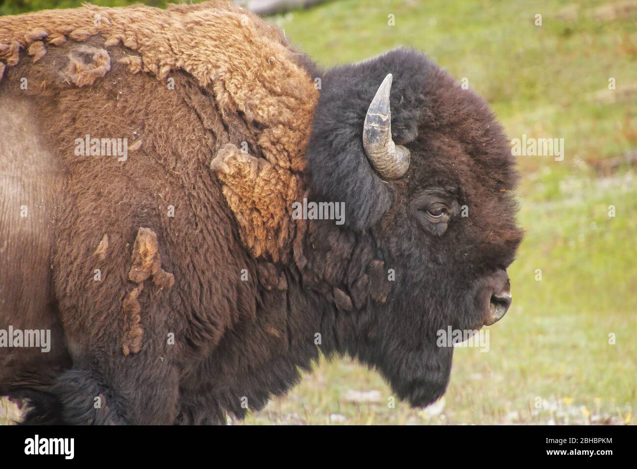 Vista ravvicinata di un uomo bisonte a piedi nel Parco Nazionale di Yellowstone, Wyoming, USA Foto Stock