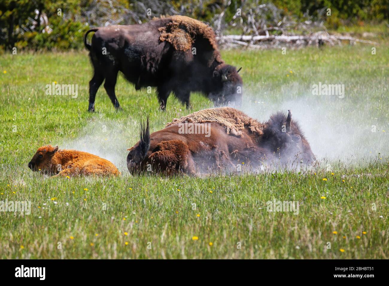 Femmina di bisonte prendere un bagno di polvere con un vitello vicino, Yellowstone National Park, Wyoming, Stati Uniti Foto Stock