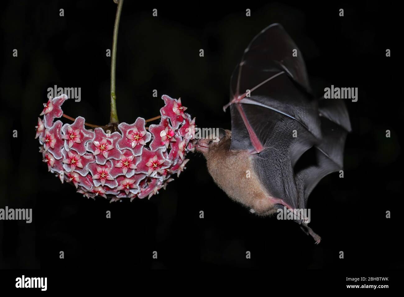 Pipistrello di nettare arancione (Lonchophylla robusta) che alimenta ad un fiore, Costa Rica Foto Stock