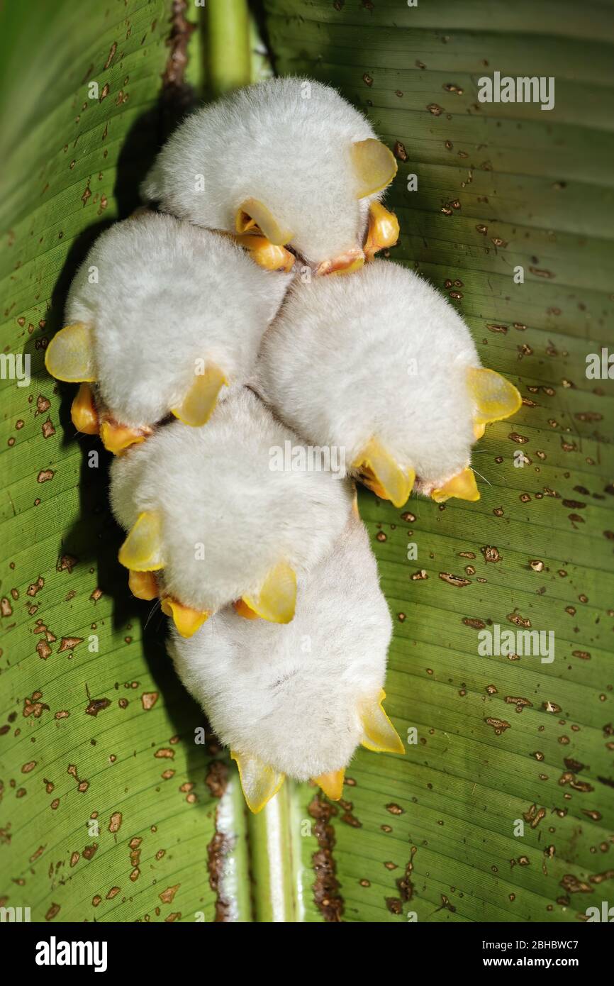 Colonia romassante di pipistrelli bianchi dell'Honduran (Ecclophylla alba), Costa Rica Foto Stock