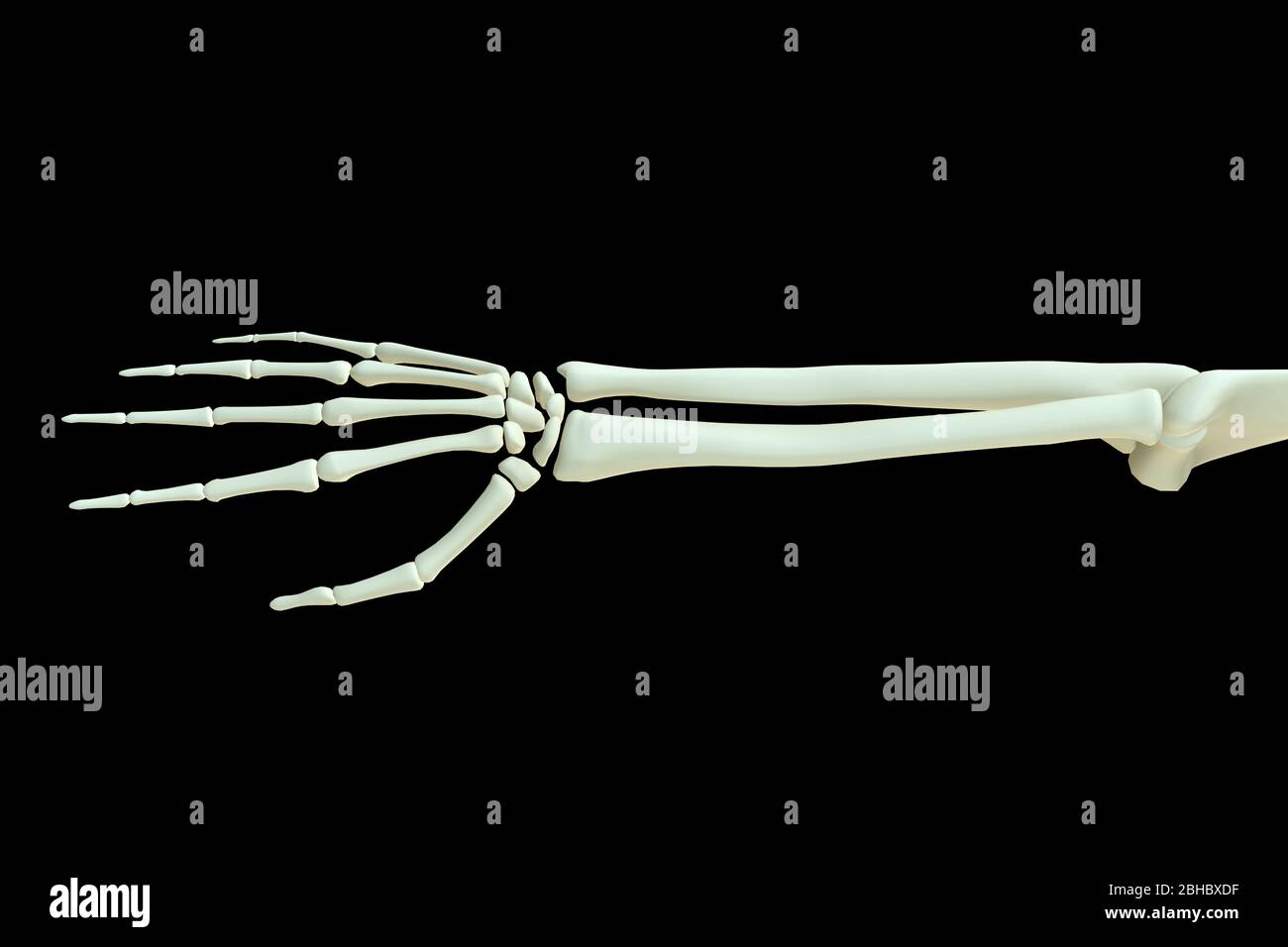 Rappresentazione 3D - mano umana Skeleton, articolazioni ossee del corpo isolate su nero Foto Stock