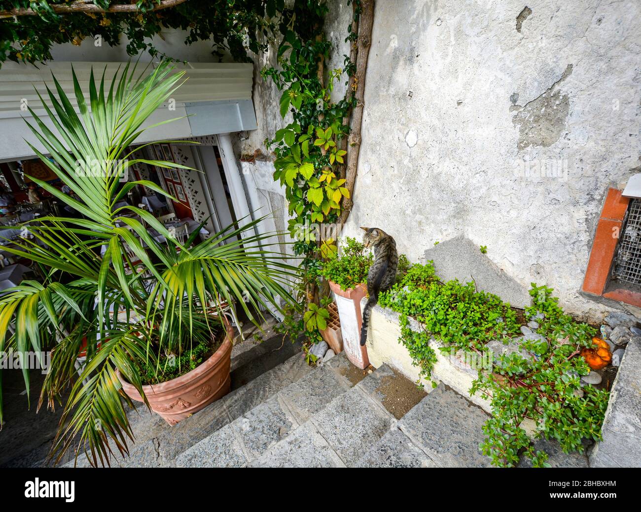 Un grazioso gatto grigio scuro vicino ad un vecchio muro di gesso nella località turistica di Positano, sulla Costiera Amalfitana Foto Stock