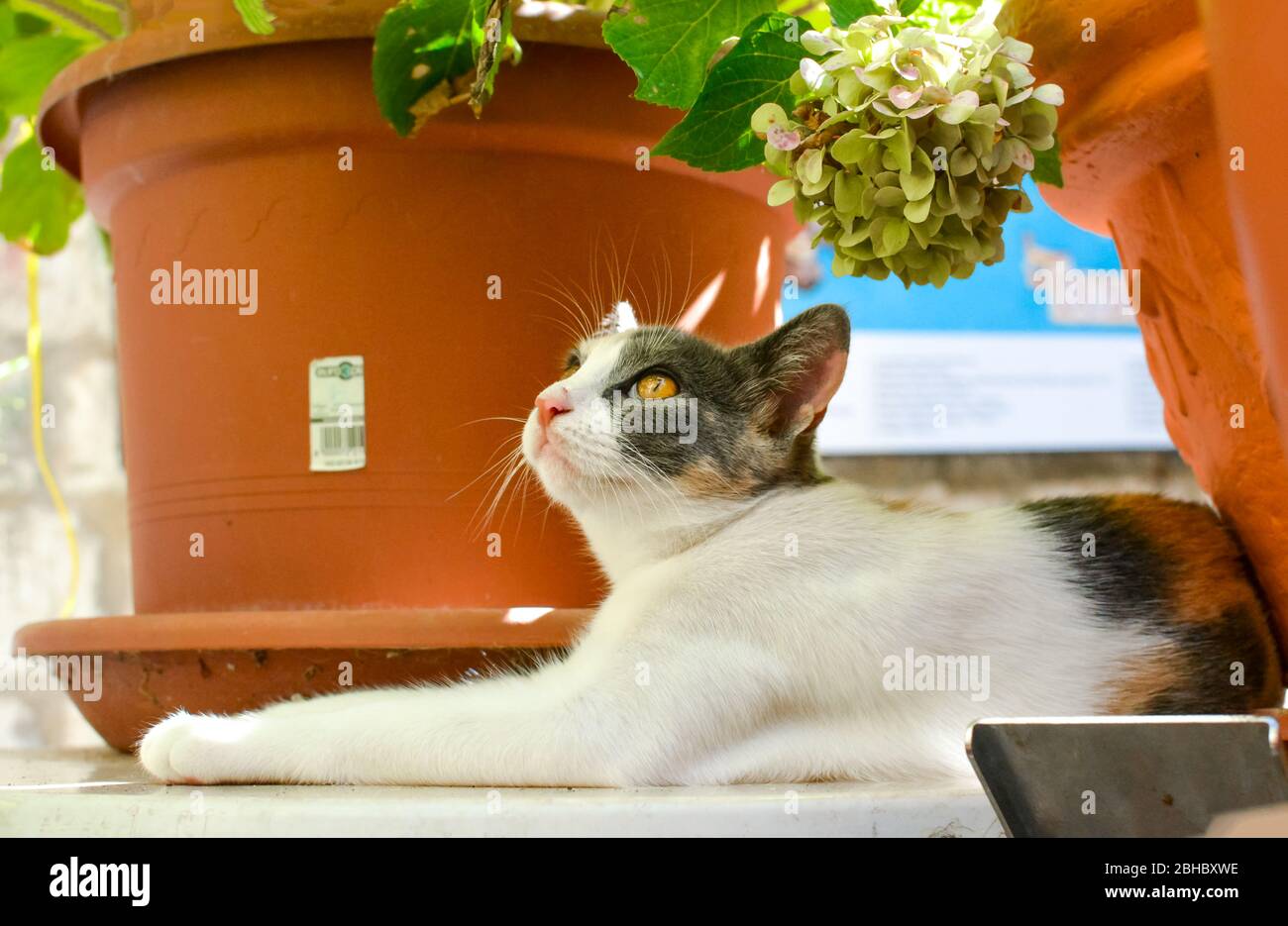 Bella, marrone eyed gatta calico siede accanto a una pianta in vaso di un gatto shelter in Dubrovnik, Croazia Foto Stock Bella, marrone eyed gatta calico siede accanto a una pianta in vaso di un gatto shelter in Dubrovnik, Croazia Foto Stock