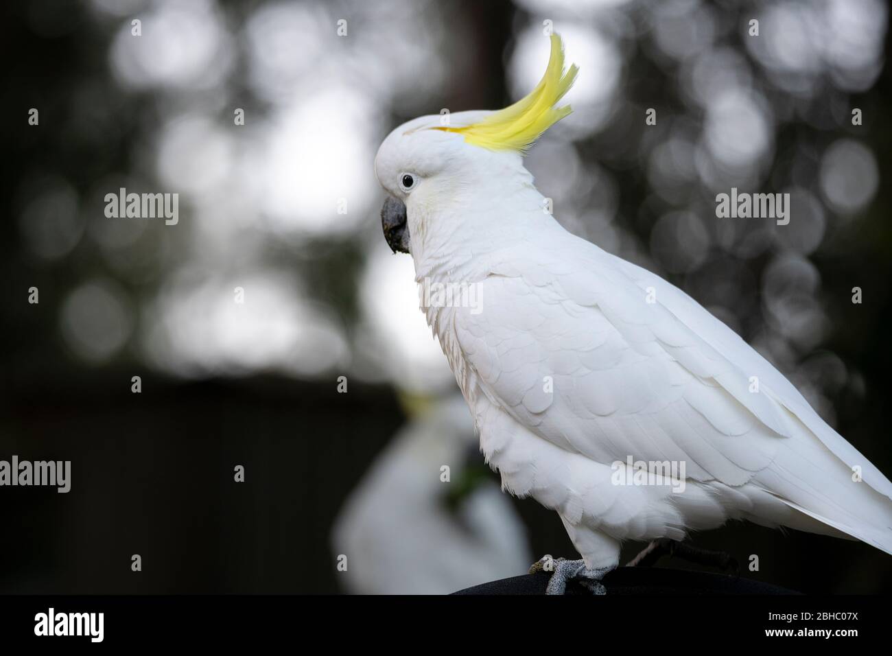 Lo spettacolare Cockatoo con cresta di zolfo Foto Stock