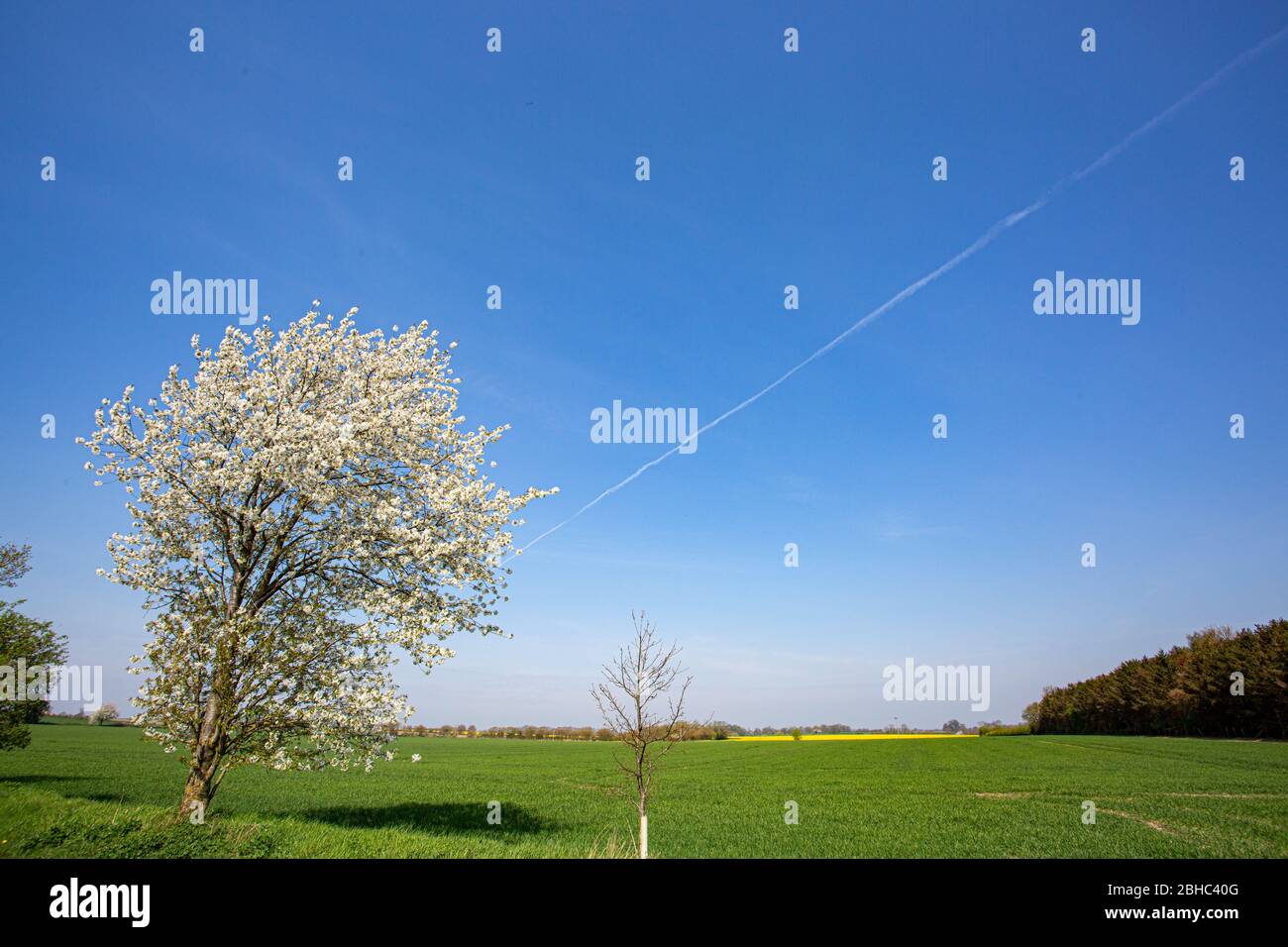 Un albero di fiore di ciliegio in una bella giornata Foto Stock