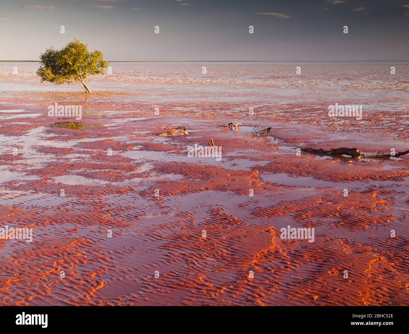 Solitaria mangrovie bianche (marina di Avicennia) sulle maree di Roebuck Bay, Broome, Australia Occidentale. Foto Stock