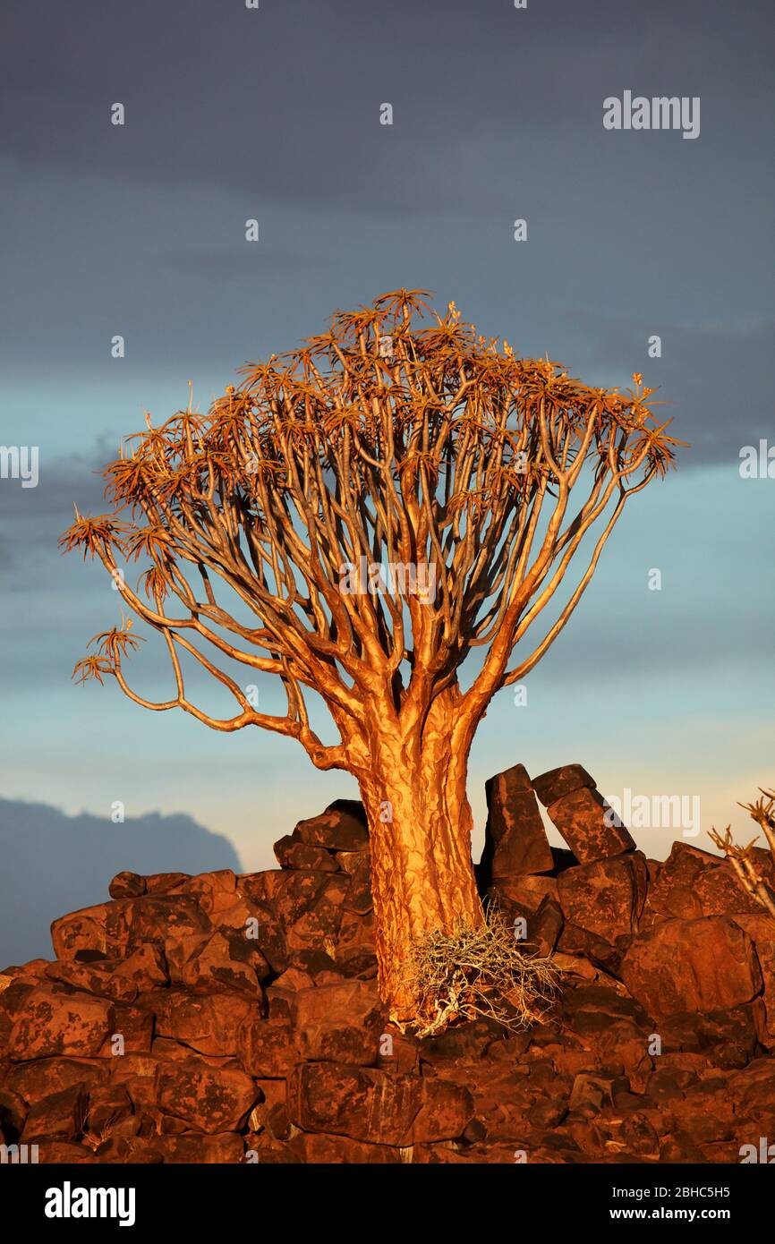 Kocurboom o albero del cavaliere (dicotoma dell'aloe) nella luce di tardo pomeriggio, campo fossile del Mesosaurus, vicino a Keetmanshoop, Namibia, Africa Foto Stock