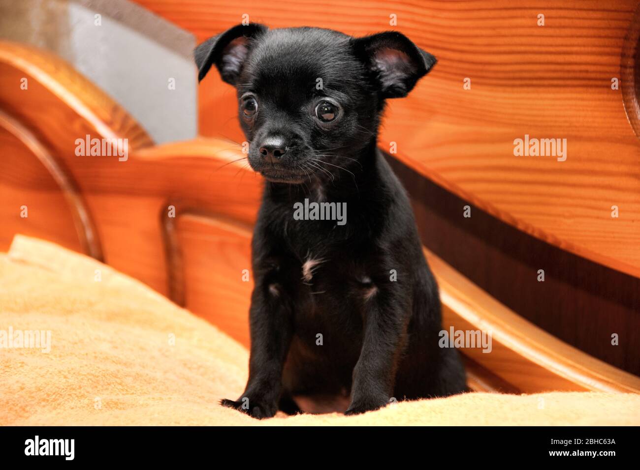 Cucciolo Chihuahua nero Foto Stock